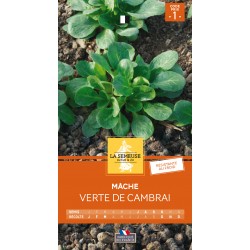 Graines Mache Verte De...