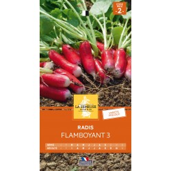 Graines Radis Flamboyant 3...