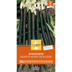 Graines Scorsonere Géante...