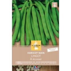 Graines Haricot Nain À...