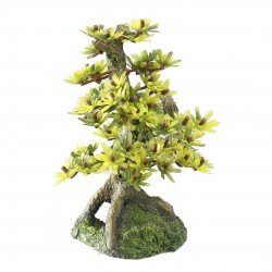 BONSAI MÉDIUM B 15CM AQUA...