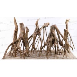 Racine aqua&terra TALAWA...