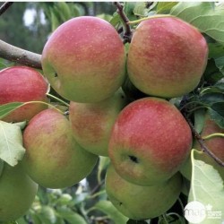 POMMIER 'Gala' SPLE-U C18L