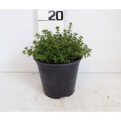 THYM citron P14