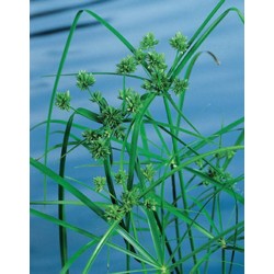 CYPERUS alternifolius P18