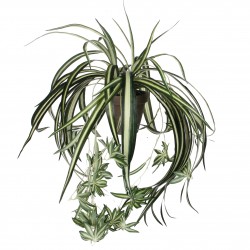 Chlorophytum En Pot Stan...