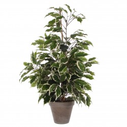 Ficus En Pot Stan Gris...
