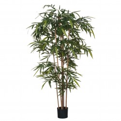 Bamboo En Pot Vert En...