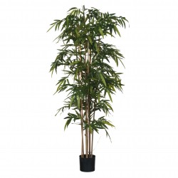 Bamboo En Pot  Vert En...