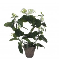 Stephanotis En Pot Stan...