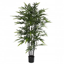 Bamboo En Pot Noir En...