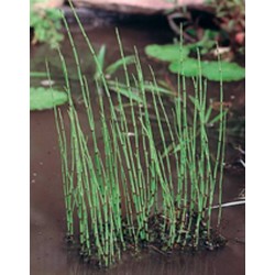 EQUISETUM fluviatile H20 P9