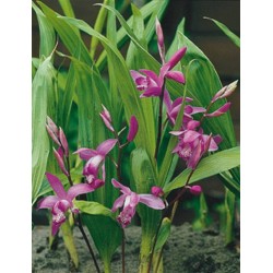 BLETILLA striata H10 P9