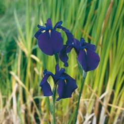 IRIS kaempferi H25 P9