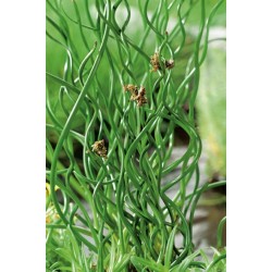 JUNCUS effusus 'Spiralis'...
