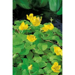 LYSIMACHIA nummularia...