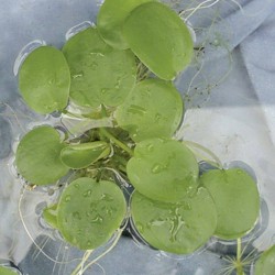 LIMNOBIUM spangia H20 CPEØ12
