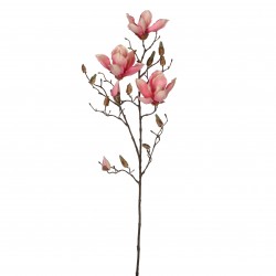 Tige De Magnolia  Rose En...