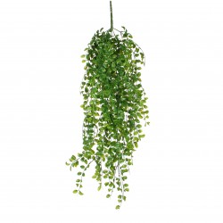 Chute De Ficus Vert En...