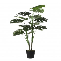 Monstera En Pot Vert En...
