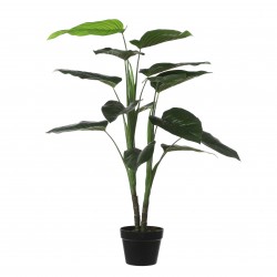 Philodendron En Pot Vert En...