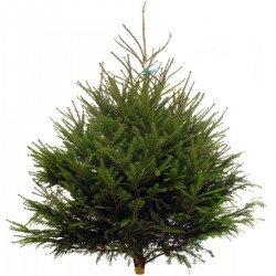 PICEA abies EXTRA 200/250...