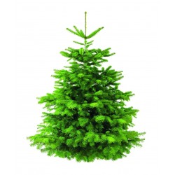 ABIES nordmanniana EXTRA...