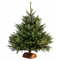 ABIES nordmanniana EXTRA...