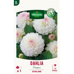 VILMORIN SÉLECTION DAHLIA...