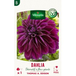 VILMORIN SÉLECTION DAHLIA...