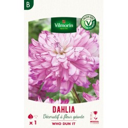 VILMORIN SÉLECTION DAHLIA...