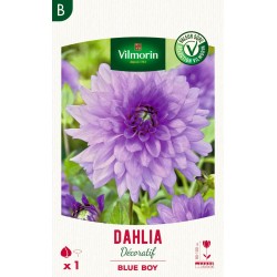 VILMORIN SÉLECTION DAHLIA...