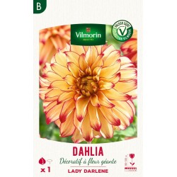 VILMORIN SÉLECTION DAHLIA...