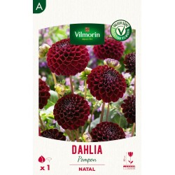 VILMORIN SÉLECTION DAHLIA...