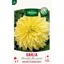 VILMORIN SÉLECTION DAHLIA...