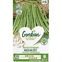 GONDIAN Haricot Grimpant...