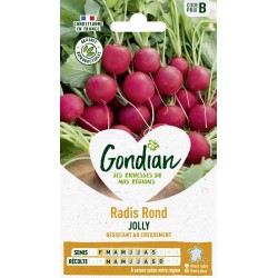 GONDIAN Radis Rond JOLLY...