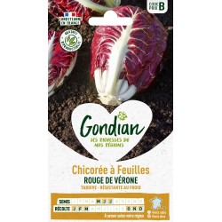 GONDIAN Chicorée à Feuilles...
