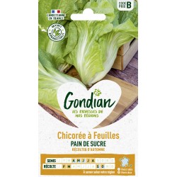 GONDIAN Chicorée à Feuilles...