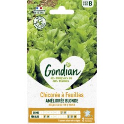 GONDIAN Chicorée à Feuilles...