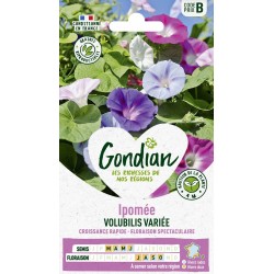 GONDIAN Ipomée VOLUBILIS...