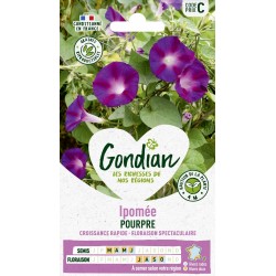 GONDIAN Ipomée POURPRE...