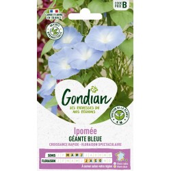 GONDIAN Ipomée GÉANTE BLEUE...