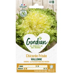 GONDIAN Chicorée Frisée...