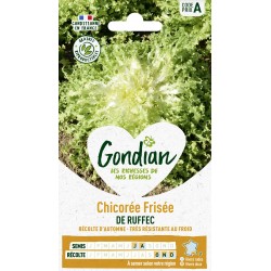 GONDIAN Chicorée Frisée DE...