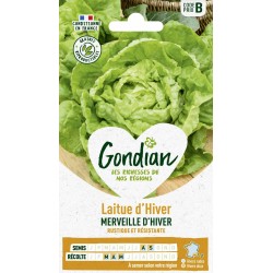 GONDIAN Laitue d'Hiver...