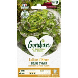 GONDIAN Laitue d'Hiver...