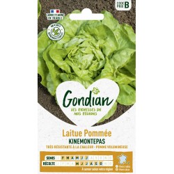 GONDIAN Laitue Pommée...
