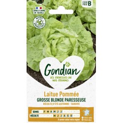 GONDIAN Laitue Pommée...