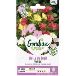 GONDIAN Belle de Nuit...